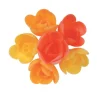 Mini-Roses Assorties Arome Fruits Exotiques (X72)>Cerf Dellier Hot